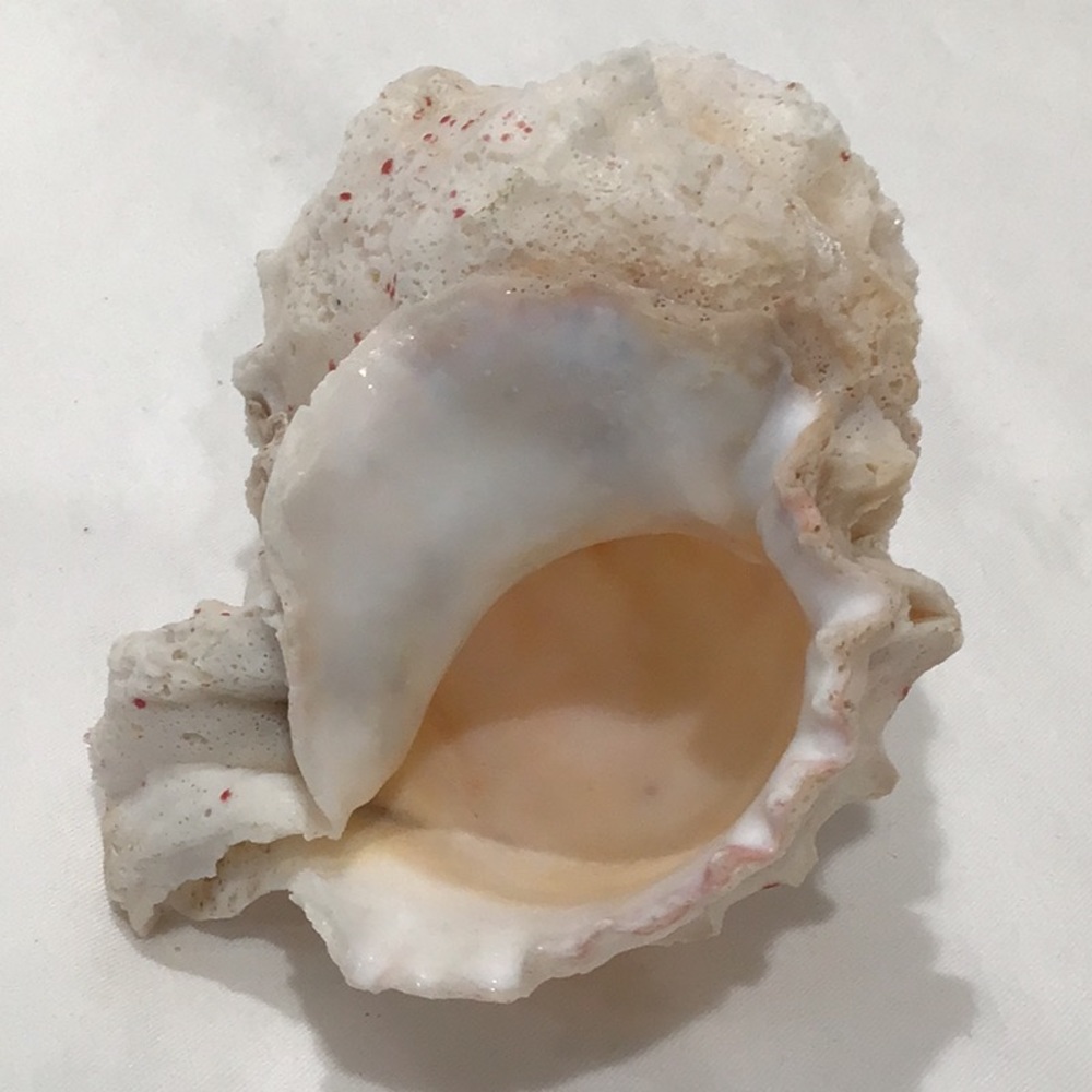 White Murex Sea Shell 4.5”